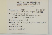 草珊瑚、紅果金粟蘭藏品圖，第2張