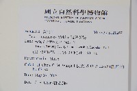 琉球黃楊藏品圖，第2張