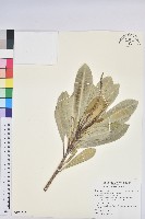 蘭嶼土沉香藏品圖，第1張