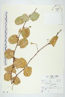 馬鞍藤藏品圖，第1張