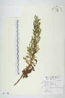 牡蒿藏品圖，第1張