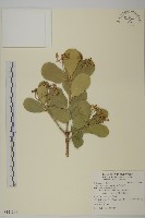 日本衛矛, 大葉黃楊藏品圖，第1張