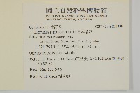 日本衛矛, 大葉黃楊藏品圖，第2張