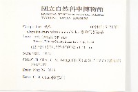 臺灣假黃鵪菜藏品圖，第2張