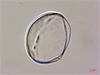 琉球鈴木草藏品圖，第1張