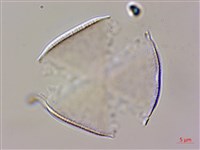 琉球鈴木草藏品圖，第2張