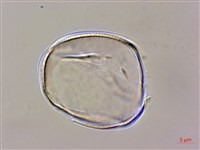 琉球鈴木草藏品圖，第3張