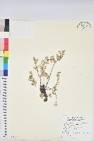 濱大戟藏品圖，第1張