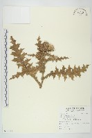 小薊藏品圖，第1張