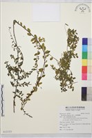 小葉黃鱔藤藏品圖，第1張