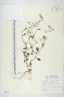 一枝香藏品圖，第1張