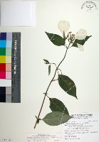 寶島玉葉金花藏品圖，第1張