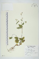 霍香薊藏品圖，第1張