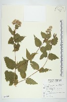 田代氏澤蘭藏品圖，第1張