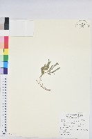 葉下珠、珠仔草藏品圖，第1張