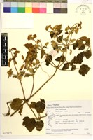 登錄號:S121372藏品圖，第1張