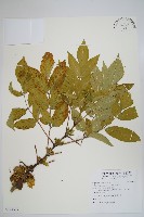 冇骨消藏品圖，第1張