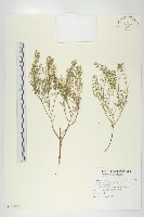 獨行菜藏品圖，第1張