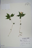 紫花鳳仙花藏品圖，第1張