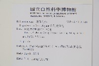 紫花鳳仙花藏品圖，第2張