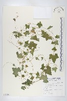 天花藏品圖，第1張