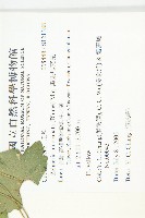 天花藏品圖，第2張