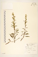 一枝黃花藏品圖，第1張