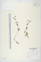 玉山筷子芥藏品圖，第1張