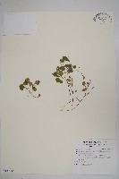 山桔梗藏品圖，第1張