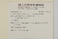 茯苓菜藏品圖，第2張