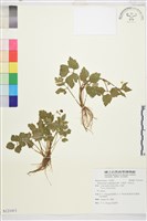 水辣菜、禺毛茛藏品圖，第1張