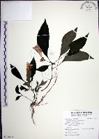 角桐草、台灣半蒴苣苔藏品圖，第1張