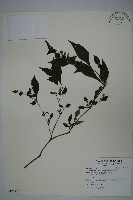 曲莖馬藍藏品圖，第1張