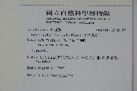 曲莖馬藍藏品圖，第2張