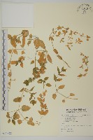 巫山繁縷藏品圖，第1張