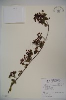 狹葉莢迷藏品圖，第1張