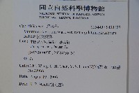 狹葉莢迷藏品圖，第2張