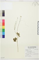 登錄號:S121437藏品圖，第1張