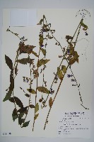 登錄號:S121439藏品圖，第1張