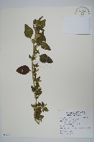 反枝莧藏品圖，第1張