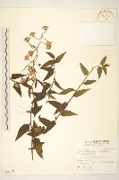 蔓黃菀藏品圖，第1張