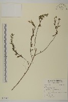 登錄號:S121442藏品圖，第1張