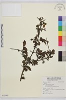 登錄號:S121443藏品圖，第1張