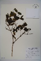 黃褐毛忍冬藏品圖，第1張