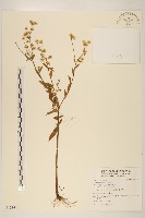 飛蓬藏品圖，第1張