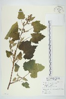 蒼耳、羊帶來藏品圖，第1張