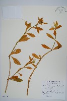 空心蓮子草藏品圖，第1張