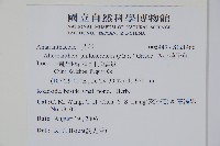 空心蓮子草藏品圖，第2張