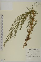 登錄號:S121467藏品圖，第1張