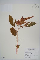 登錄號:S121470藏品圖，第1張